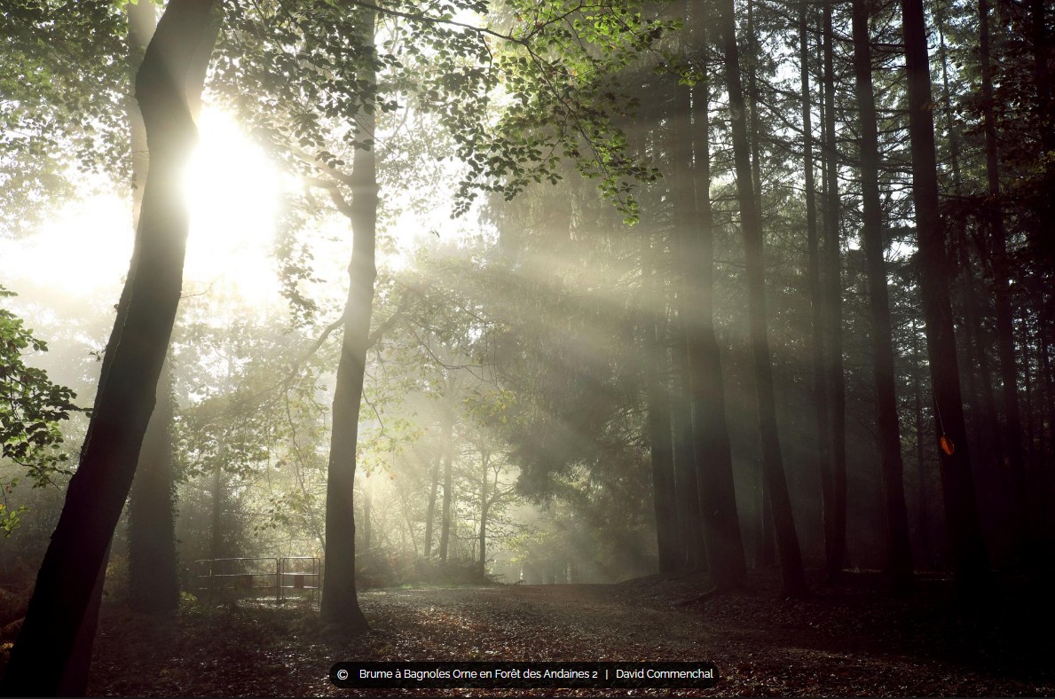 Forêt d'Andaine